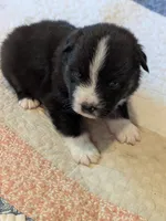 Tri Boy 2 , a male Miniature American Shepherd for sale in Red Bluff, CA – 4 of 6