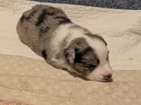 Blue Boy 3, a male Miniature American Shepherd for sale in Red Bluff, CA – 5 of 8