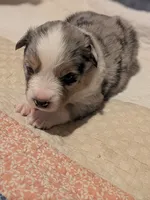 Blue Boy 1, a male Miniature American Shepherd for sale in Red Bluff, CA – 2 of 6