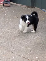 Tri Girl 1, a female Miniature American Shepherd for sale in Red Bluff, CA – 4 of 9