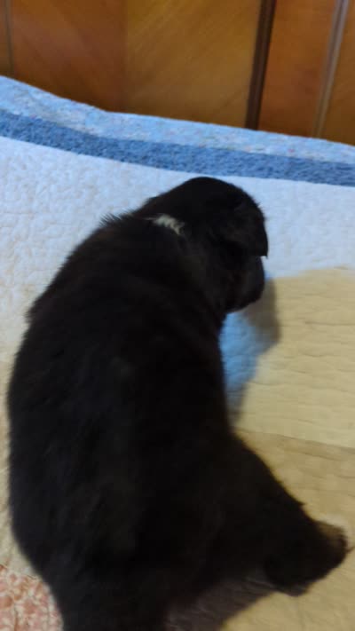 Tri Boy 1 , a male Miniature American Shepherd for sale in Red Bluff, CA – 7 of 7