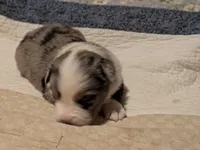Blue Boy 3, a male Miniature American Shepherd for sale in Red Bluff, CA – 7 of 8
