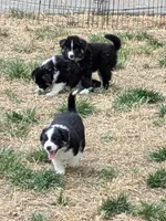 Tri Girl 1, a female Miniature American Shepherd for sale in Red Bluff, CA – 5 of 9