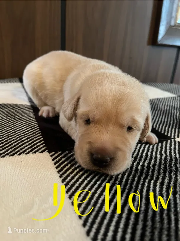 Yellow – Labrador Retriever puppy for sale in Hardin, MO