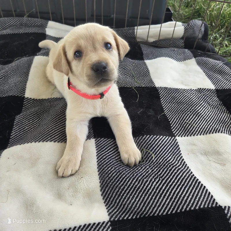 Pink – Labrador Retriever puppy for sale in Hardin, MO