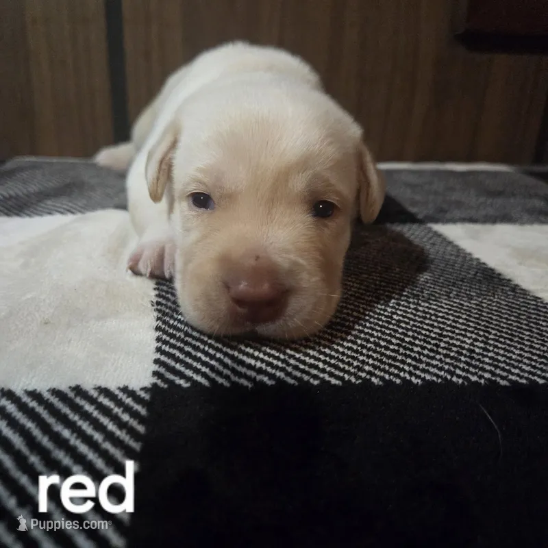 Red – Labrador Retriever puppy for sale in Hardin, MO