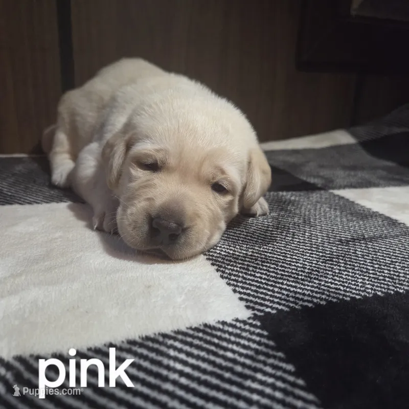 Pink – Labrador Retriever puppy for sale in Hardin, MO