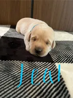  teal , a female Labrador Retriever for sale in Hardin, MO – 1 of 1