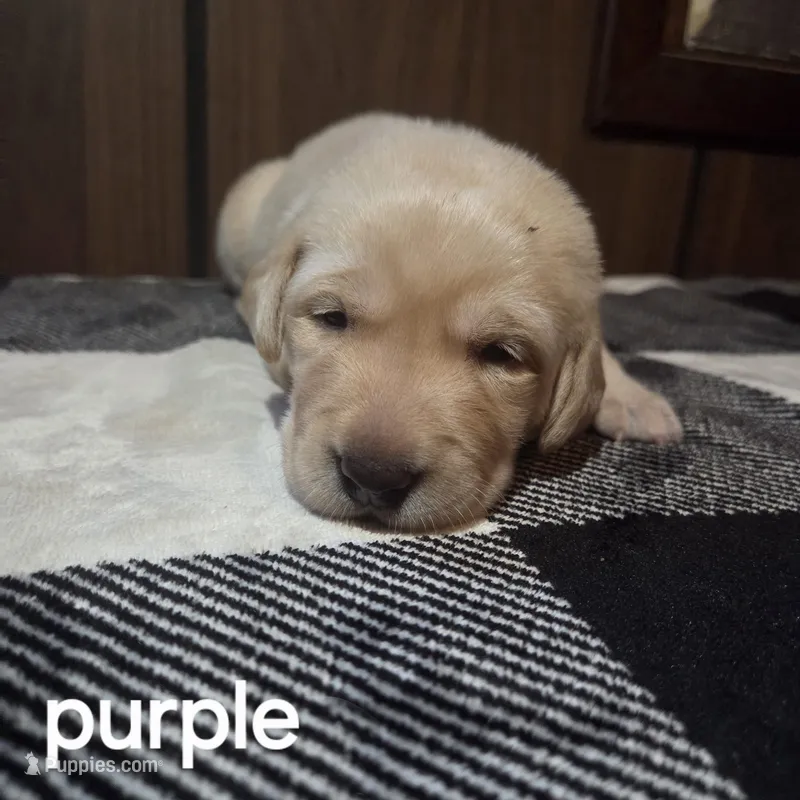 Purple  – Labrador Retriever puppy for sale in Hardin, MO