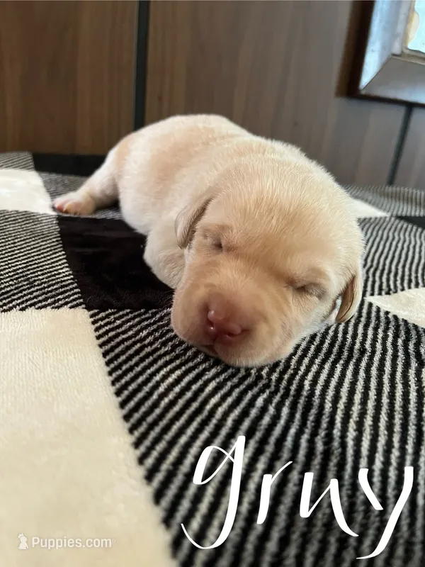 Tan – Labrador Retriever puppy for sale in Hardin, MO