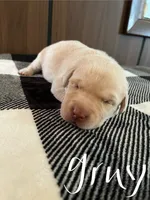 Tan, a male Labrador Retriever for sale in Hardin, MO – 1 of 1