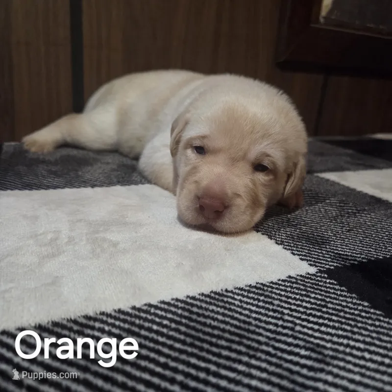 Orange  – Labrador Retriever puppy for sale in Hardin, MO