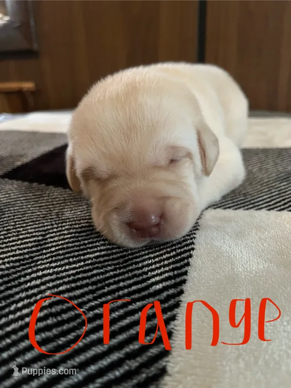 Orange  – Labrador Retriever puppy for sale in Hardin, MO