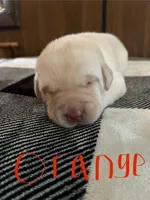 Orange , a male Labrador Retriever for sale in Hardin, MO – 1 of 1