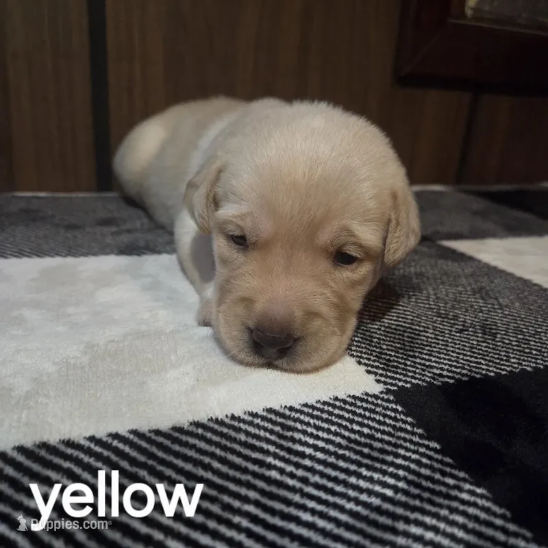 Yellow – Labrador Retriever puppy for sale in Hardin, MO