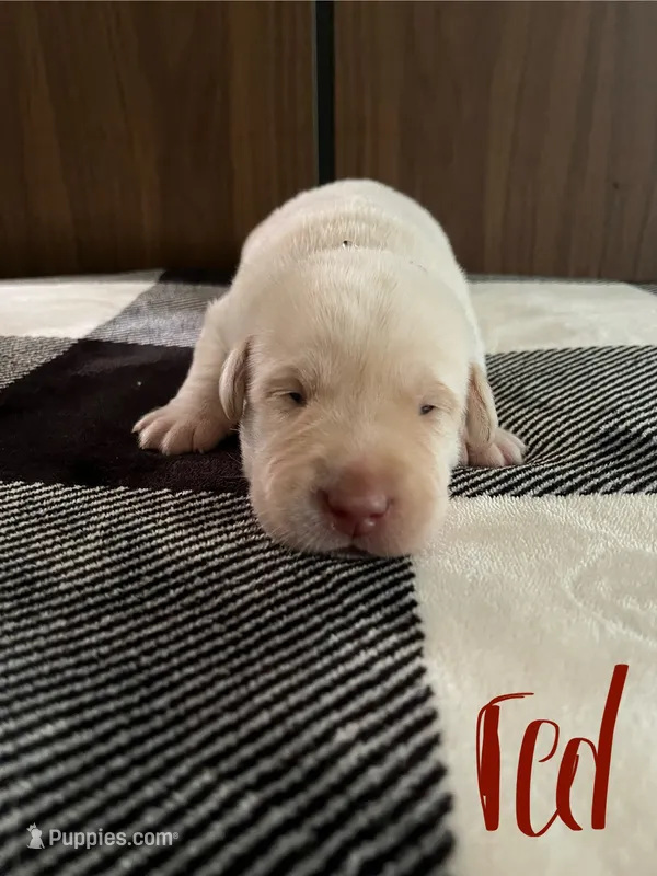 Red – Labrador Retriever puppy for sale in Hardin, MO