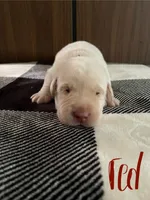 Red, a female Labrador Retriever for sale in Hardin, MO – 1 of 1