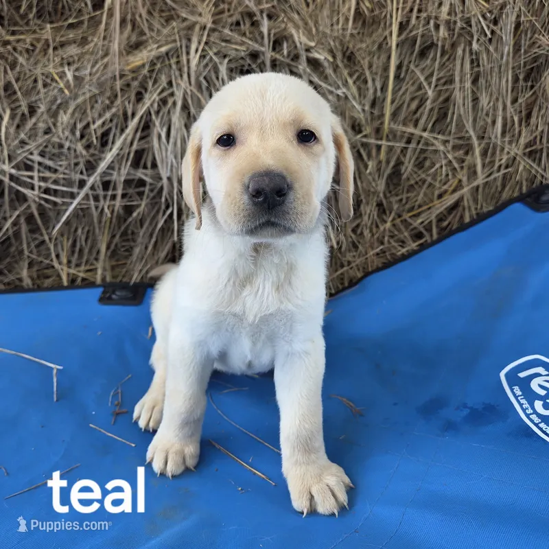 Teal – Labrador Retriever puppy for sale in Hardin, MO
