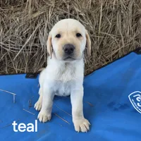 Teal, a female Labrador Retriever for sale in Hardin, MO – 1 of 1