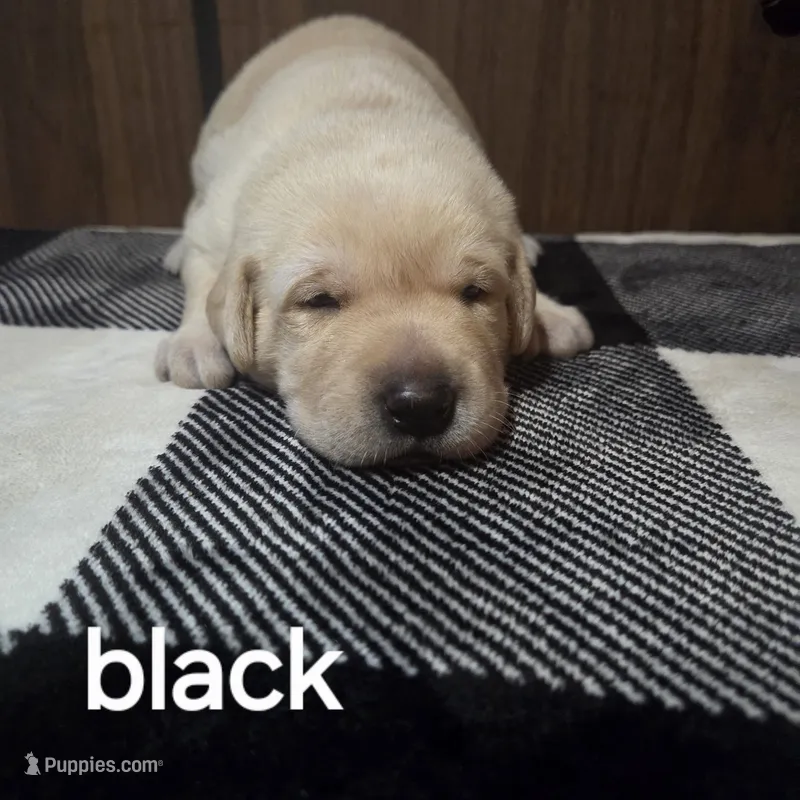 Black  – Labrador Retriever puppy for sale in Hardin, MO