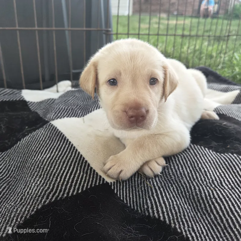Red – Labrador Retriever puppy for sale in Hardin, MO