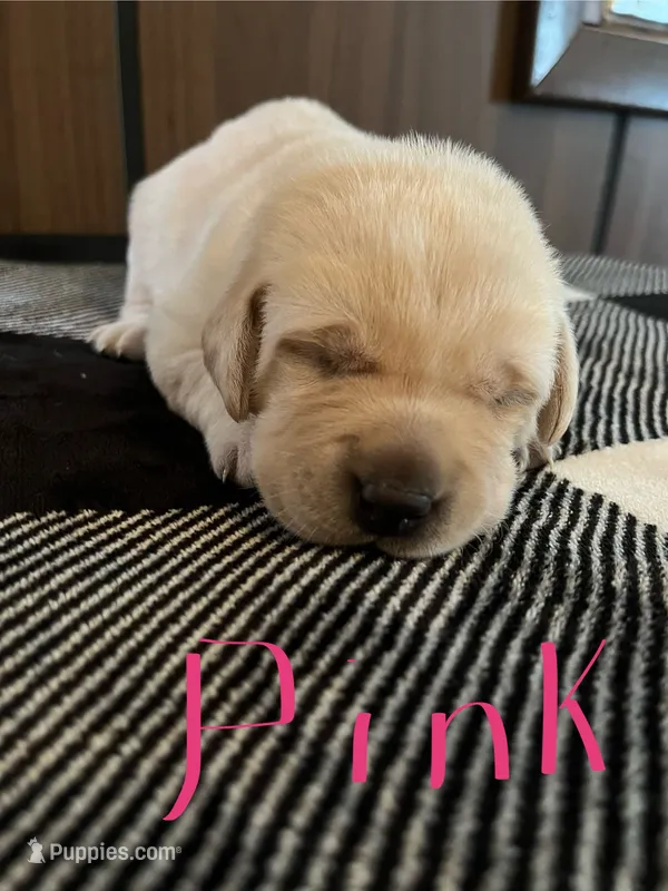 Pink – Labrador Retriever puppy for sale in Hardin, MO