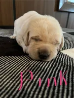 Pink, a female Labrador Retriever for sale in Hardin, MO – 1 of 1