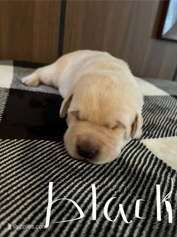 Black  – Labrador Retriever puppy for sale in Hardin, MO