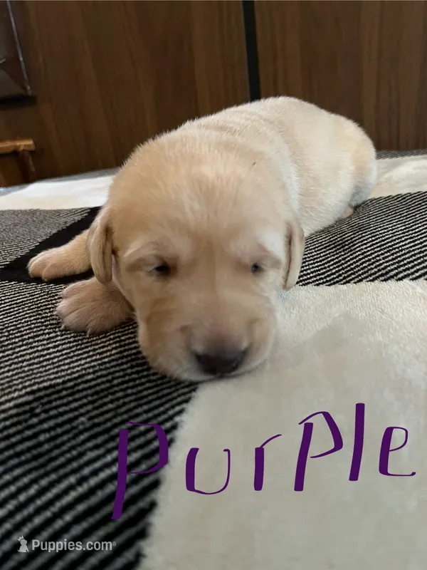 Purple  – Labrador Retriever puppy for sale in Hardin, MO
