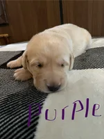 Purple , a female Labrador Retriever for sale in Hardin, MO – 1 of 1
