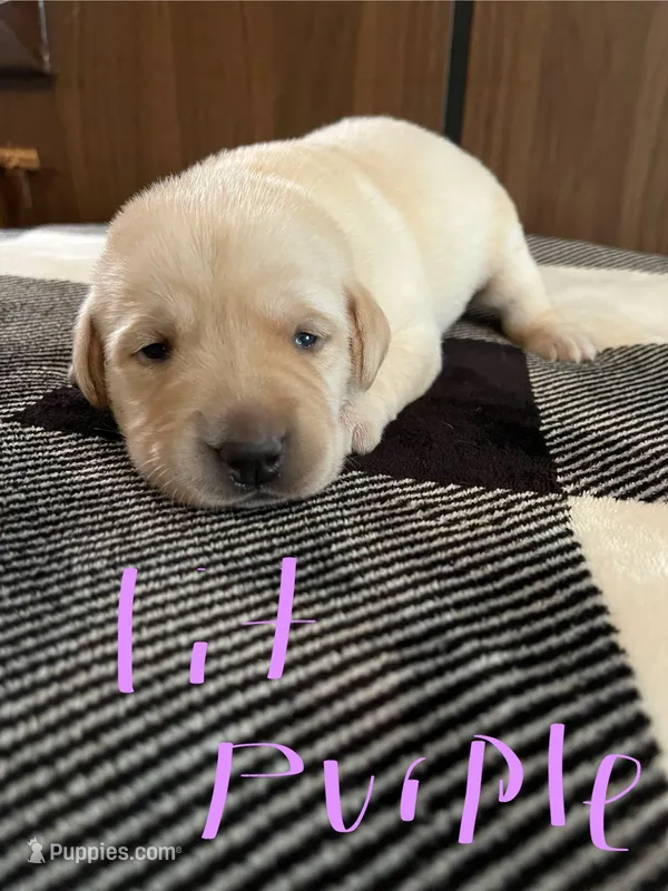 Light purple  – Labrador Retriever puppy for sale in Hardin, MO