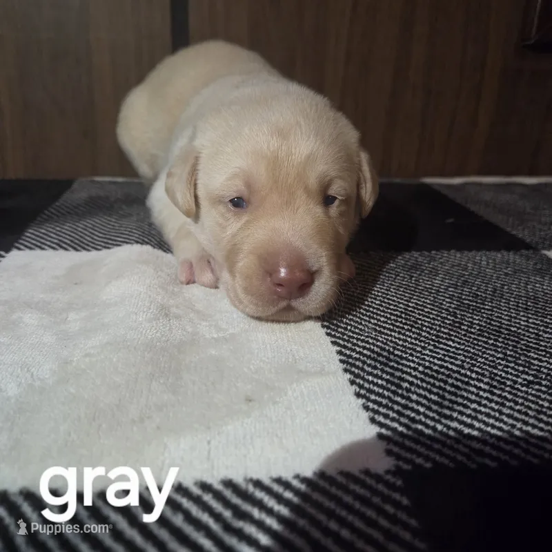 Gray – Labrador Retriever puppy for sale in Hardin, MO