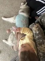 Felony Marie, a female Siberian Husky for sale in Spartanburg, SC – Photo 4 of 4