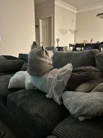 Felony Marie, a female Siberian Husky for sale in Spartanburg, SC – Photo 3 of 4