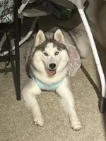 Felony Marie, a female Siberian Husky for sale in Spartanburg, SC – Photo 1 of 4