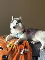 Felony Marie, a female Siberian Husky for sale in Spartanburg, SC – Photo 2 of 4