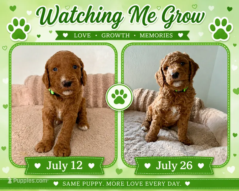 Robertico – Goldendoodle puppy for sale in Miami, FL