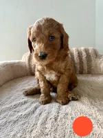 Armandito, a male Goldendoodle for sale in Miami, FL – 3 of 3