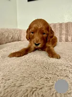 Jorgito, a male Goldendoodle for sale in Miami, FL – 2 of 3