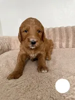 Alanbrito, a male Goldendoodle for sale in Miami, FL – 2 of 3