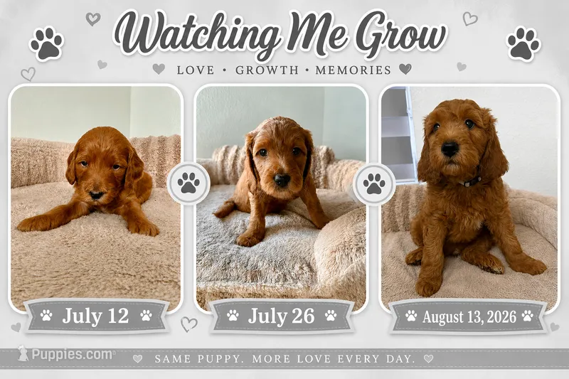 Jorgito – Goldendoodle puppy for sale in Miami, FL