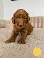 Gilbertico, a male Goldendoodle for sale in Miami, FL – 2 of 3