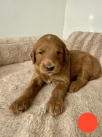 Armandito, a male Goldendoodle for sale in Miami, FL – 2 of 3