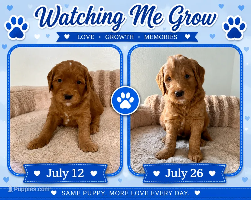 Paquito – Goldendoodle puppy for sale in Miami, FL