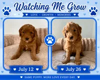 Paquito, a male Goldendoodle for sale in Miami, FL – 1 of 3
