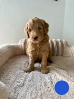 Paquito, a male Goldendoodle for sale in Miami, FL – 3 of 3