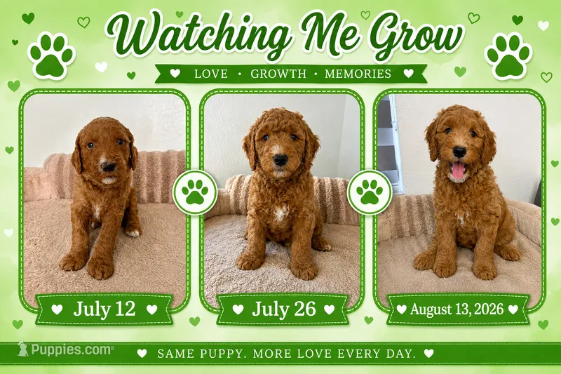 Robertico – Goldendoodle puppy for sale in Miami, FL