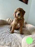 Robertico, a male Goldendoodle for sale in Miami, FL – 3 of 3