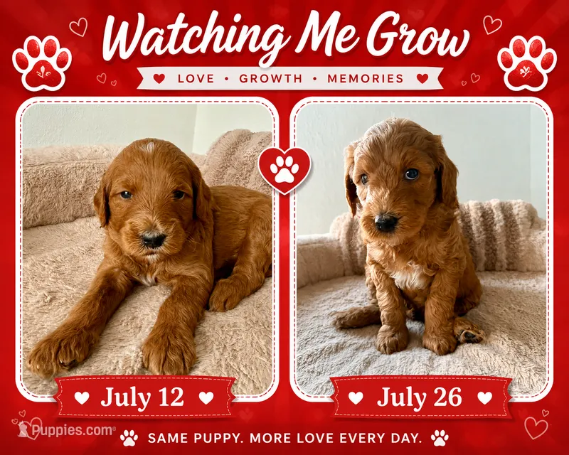 Armandito – Goldendoodle puppy for sale in Miami, FL