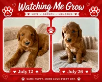 Armandito, a male Goldendoodle for sale in Miami, FL – 1 of 3